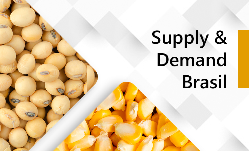 Supply & Demand – Brasil Setembro/2020